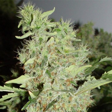 Семена конопли Bubble Gum Feminised